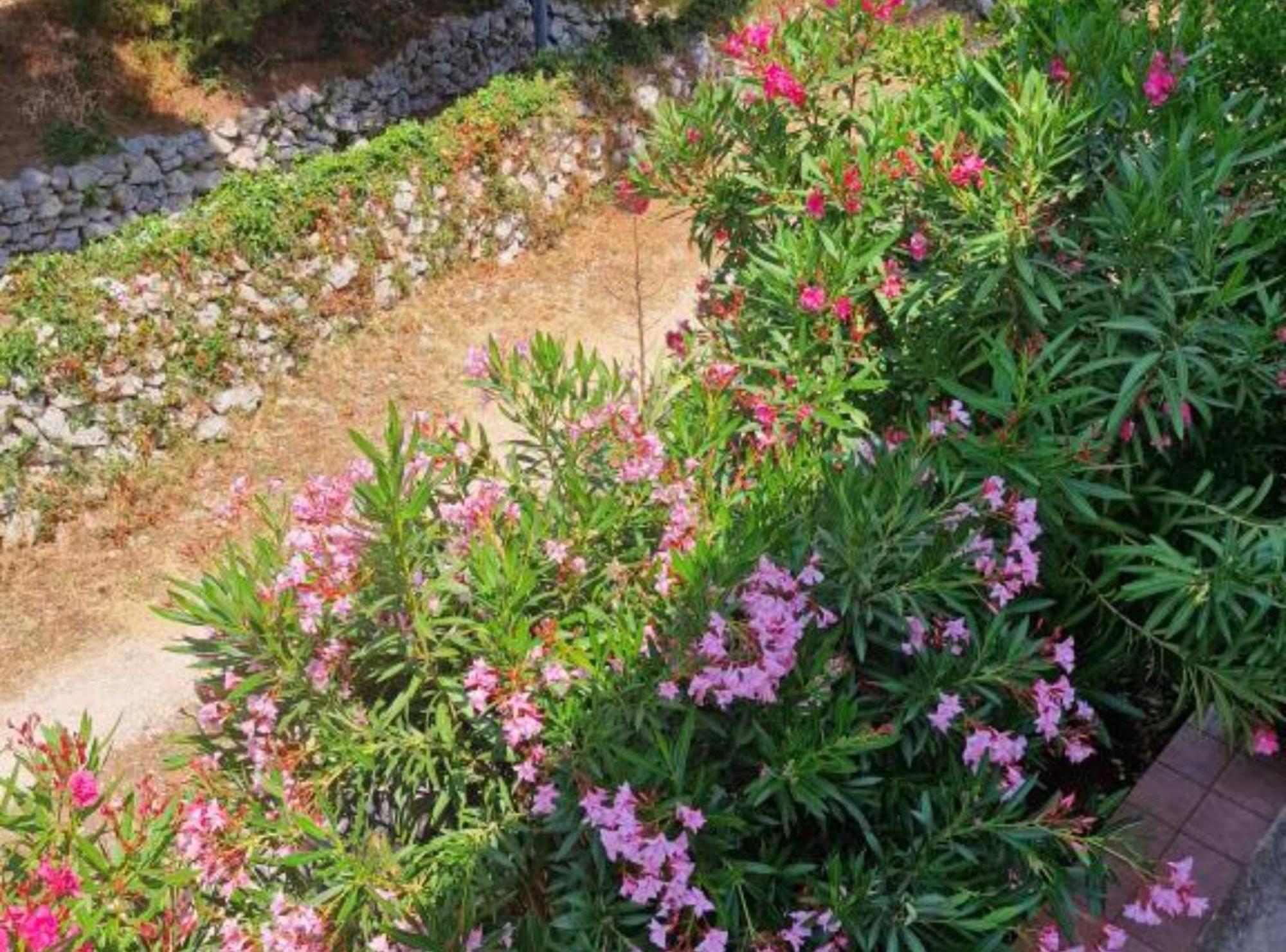 Pansion Belvedere Mali Lošinj Zewnętrze zdjęcie