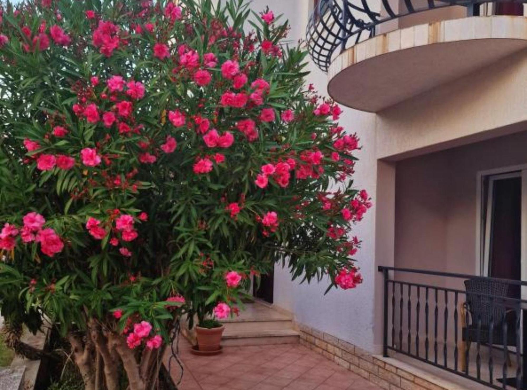 Pansion Belvedere Mali Lošinj Zewnętrze zdjęcie
